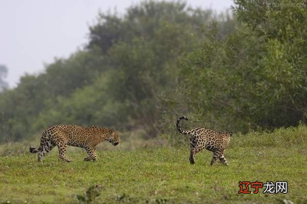 未见过的动物奇葩繁衍方式，一个比一个新奇，看完直呼受不了