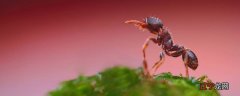 家有红蚂蚁说明了什么