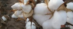 植物棉是什么材料