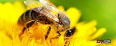 小蜜蜂用什么辨味