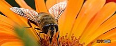小蜜蜂用什么辨别味道