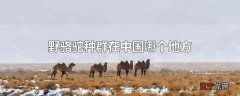 野骆驼种群在中国哪个地方