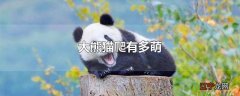 大熊猫爬有多萌