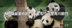 大熊猫最爱吃的竹子是毛竹还是青川箭竹