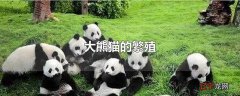 大熊猫的繁殖