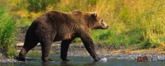 世界上体型最大的熊是什么熊