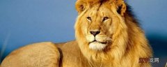 狮子寿命最长是多少年