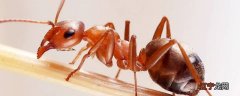 红蚂蚁靠什么辨别回家的方向