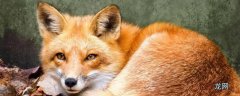 狐狸是哺乳动物吗