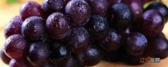 葡萄和提子有什么区别吗
