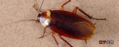 母蟑螂和公蟑螂怎么区分