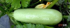 西葫芦加热致癌吗