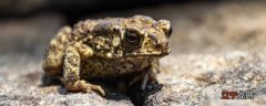 蟾蜍为什么像青蛙呱呱叫