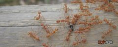 家里有小黄蚂蚁怎么办能除根