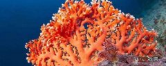 珊瑚和珊瑚虫的区别是什么